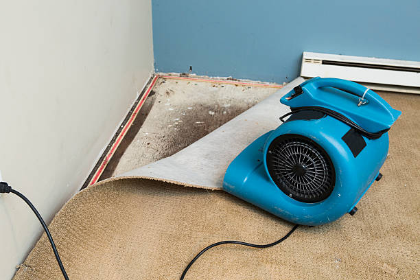 Best Mold removal after water damage  in Dunwoody, GA
